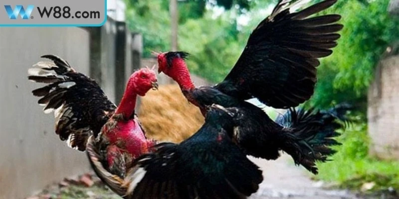 Cách đánh bại gà đá đối thủ mạnh quan sát phân tích đối thủ