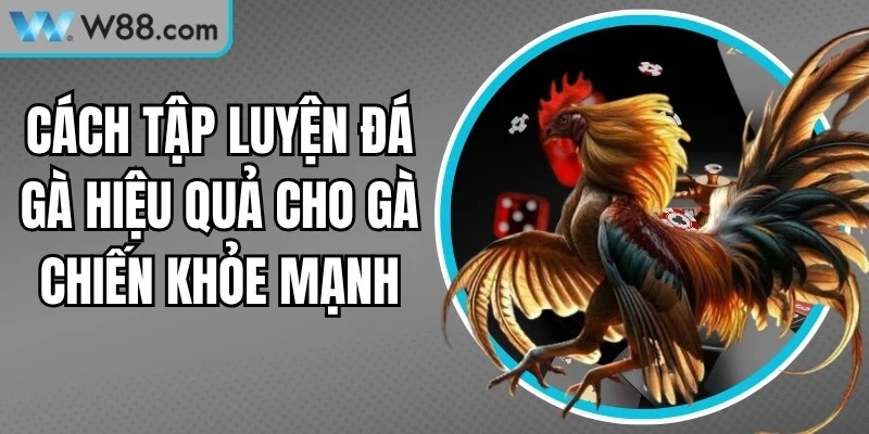 Cách Tập Luyện Đá Gà Hiệu Quả