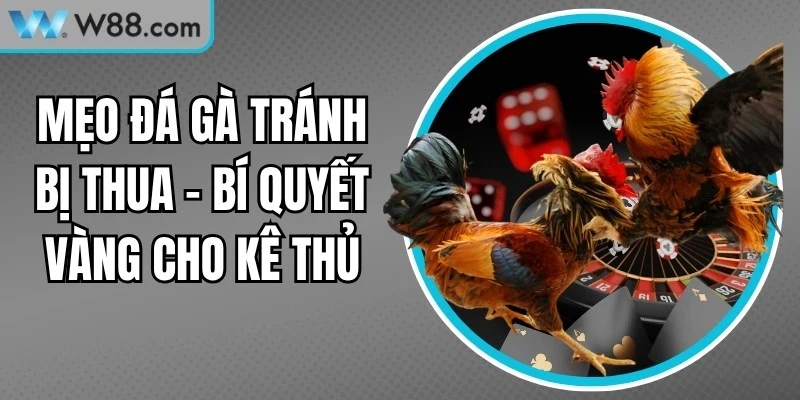 Mẹo Đá Gà Tránh Bị Thua